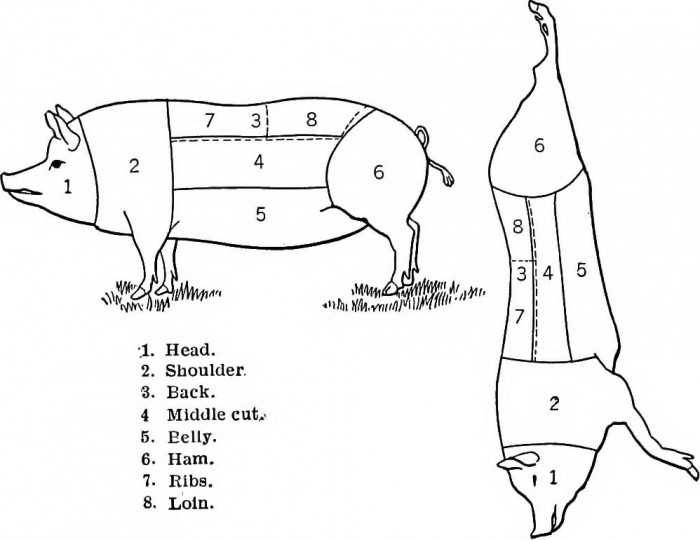 Rough Butchering Chart of a Pig. A few steps away from being ready for cooking, grilling or smoking.