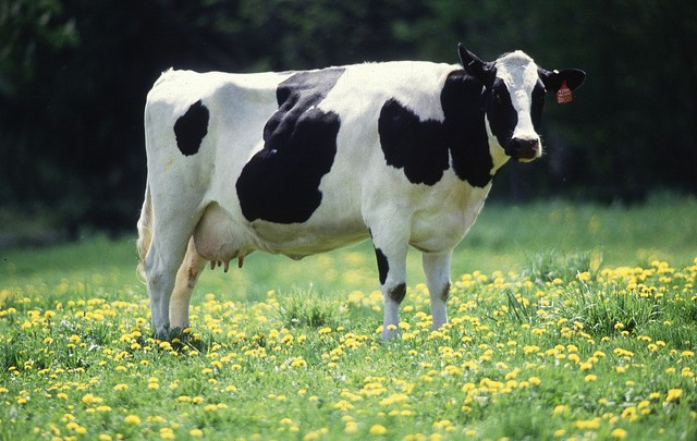 Dairy Cow in a field